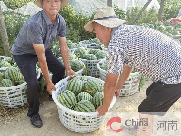 驻马店市驿城区顺河街道：小西瓜大产业 铺就乡村振兴“甜蜜路”